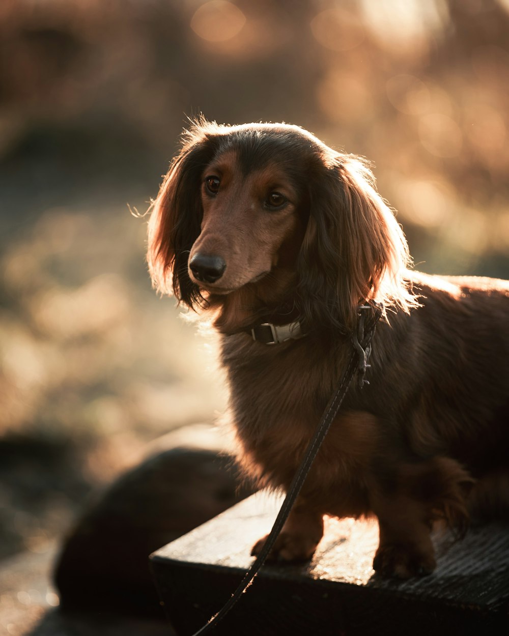 brown long coated dog sitting on brown wooden log during daytime