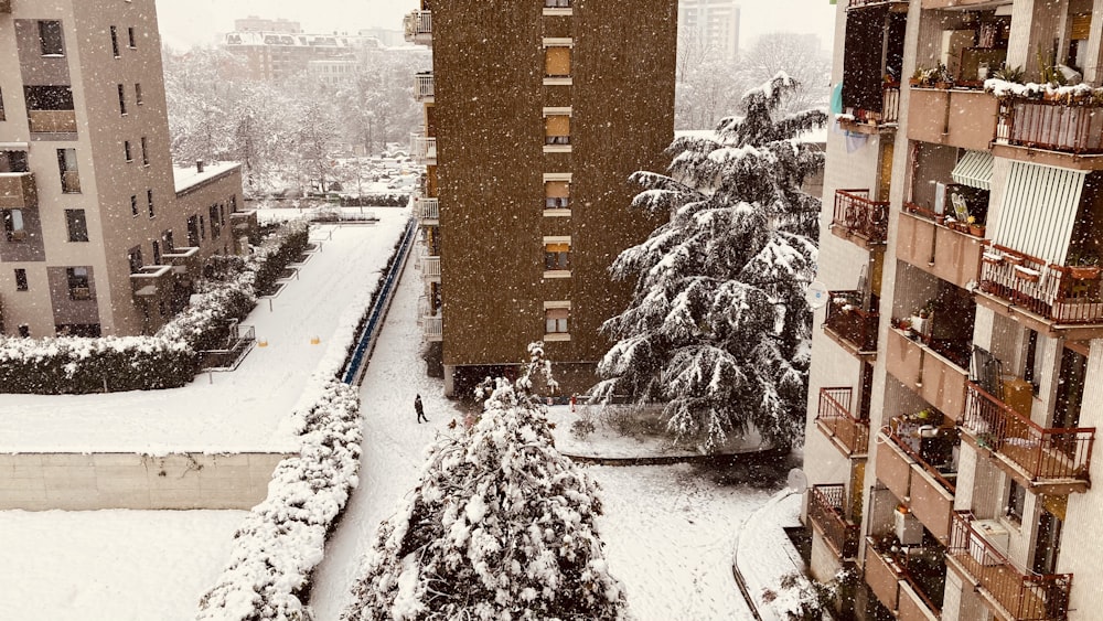 snow covered pine tree near brown concrete building during daytime