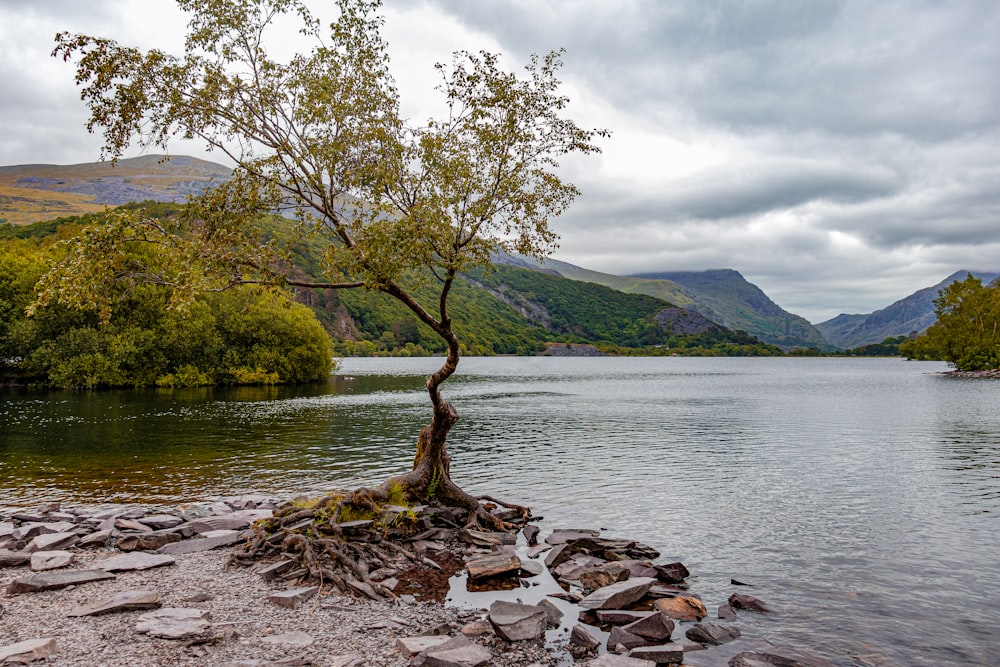 green tree near body of water during daytime