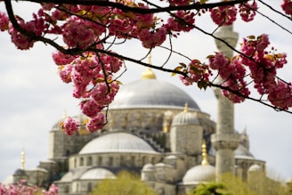 pink and yellow flowers near white dome building
