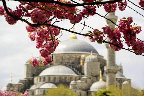 pink and yellow flowers near white dome building