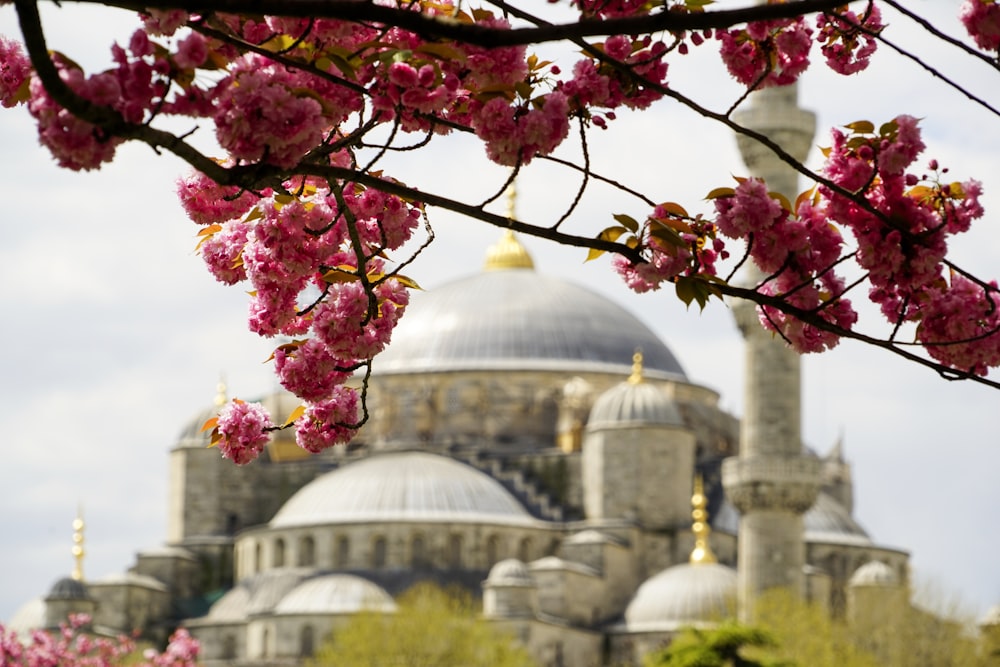 flores cor-de-rosa e amarelas perto do edifício da cúpula branca