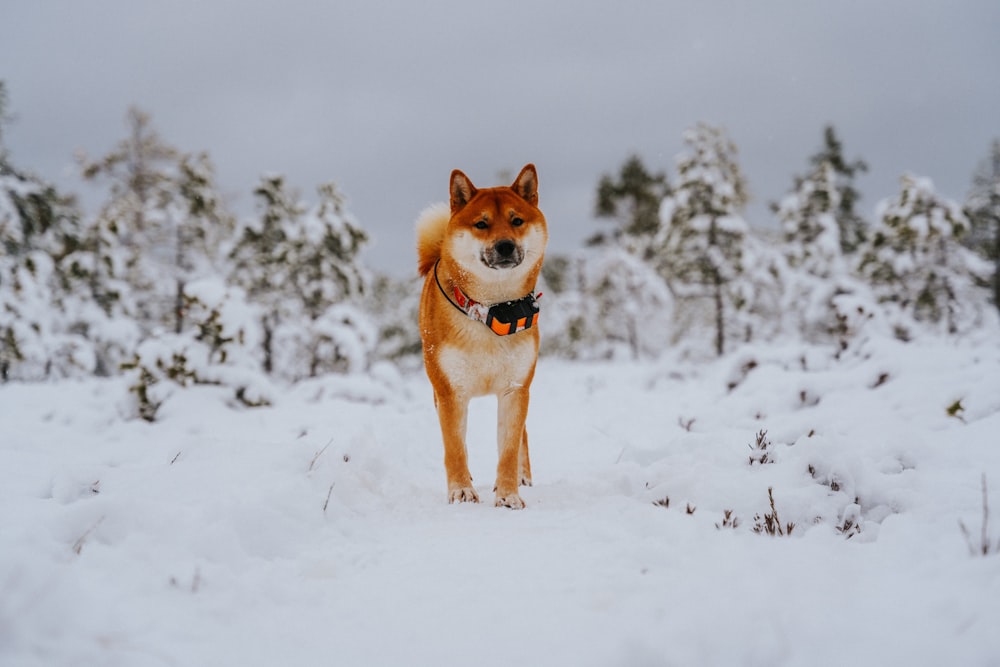 Chien brun et blanc à poil court sur un sol enneigé pendant la journée