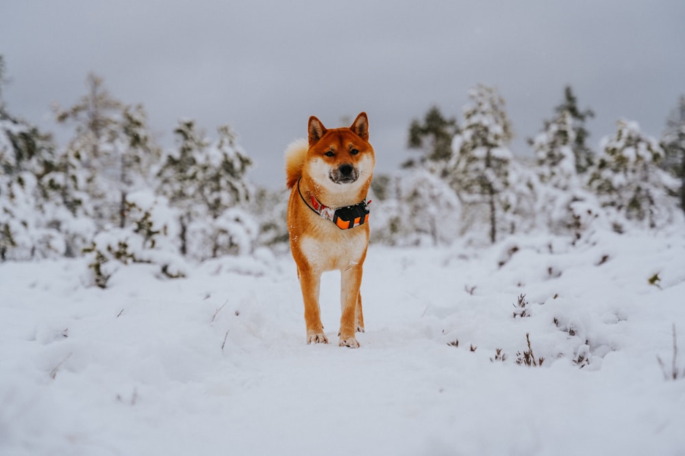 Perro de pelo corto marrón y blanco en suelo cubierto de nieve durante el día