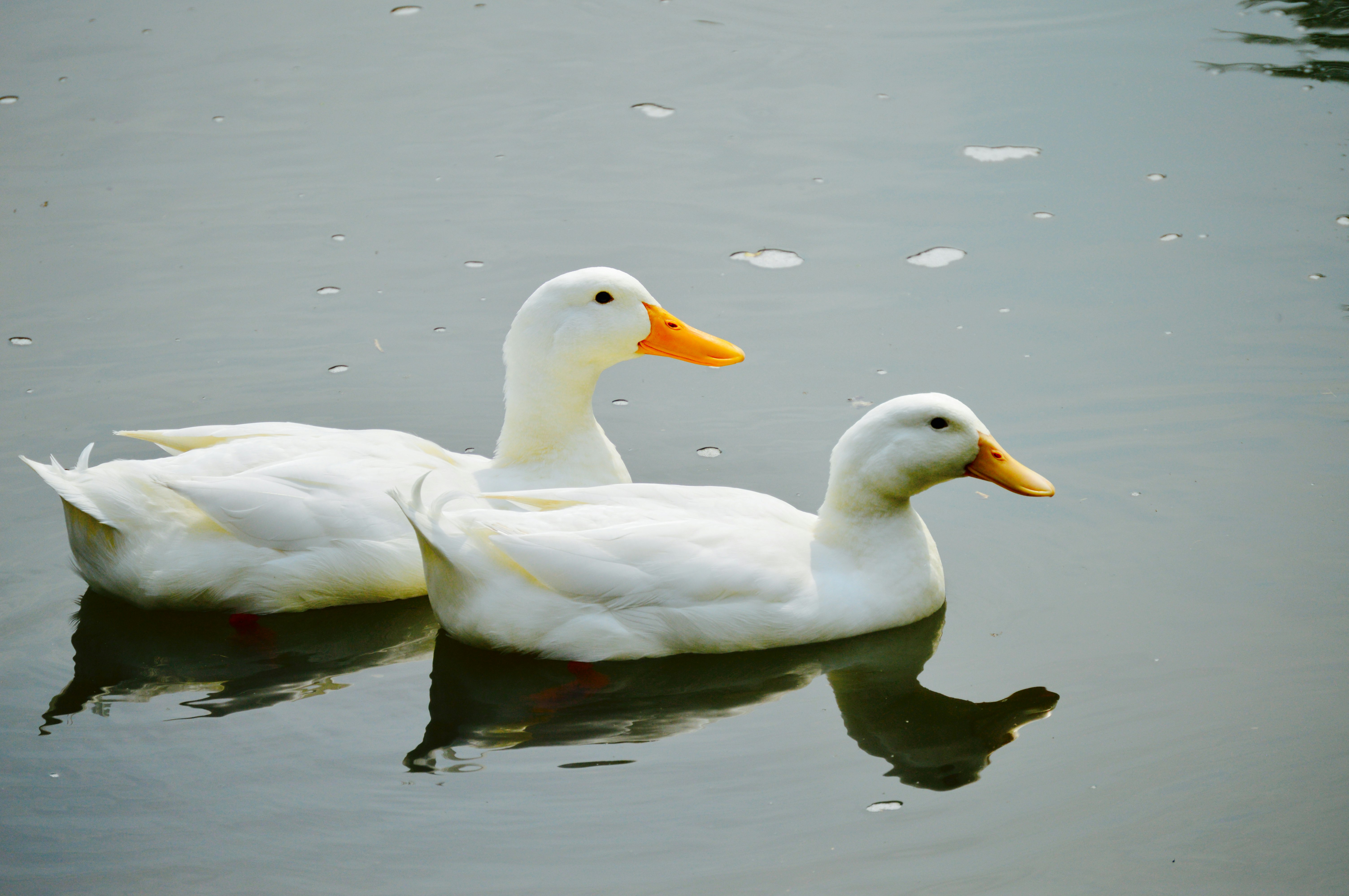 white duck on water during daytime