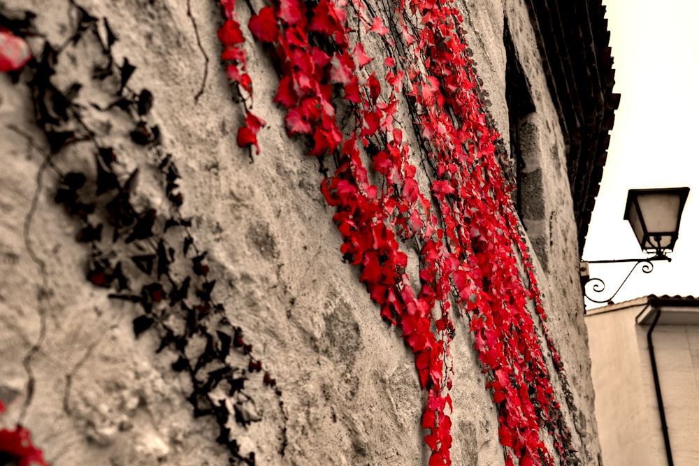 red and white rope on brown concrete wall