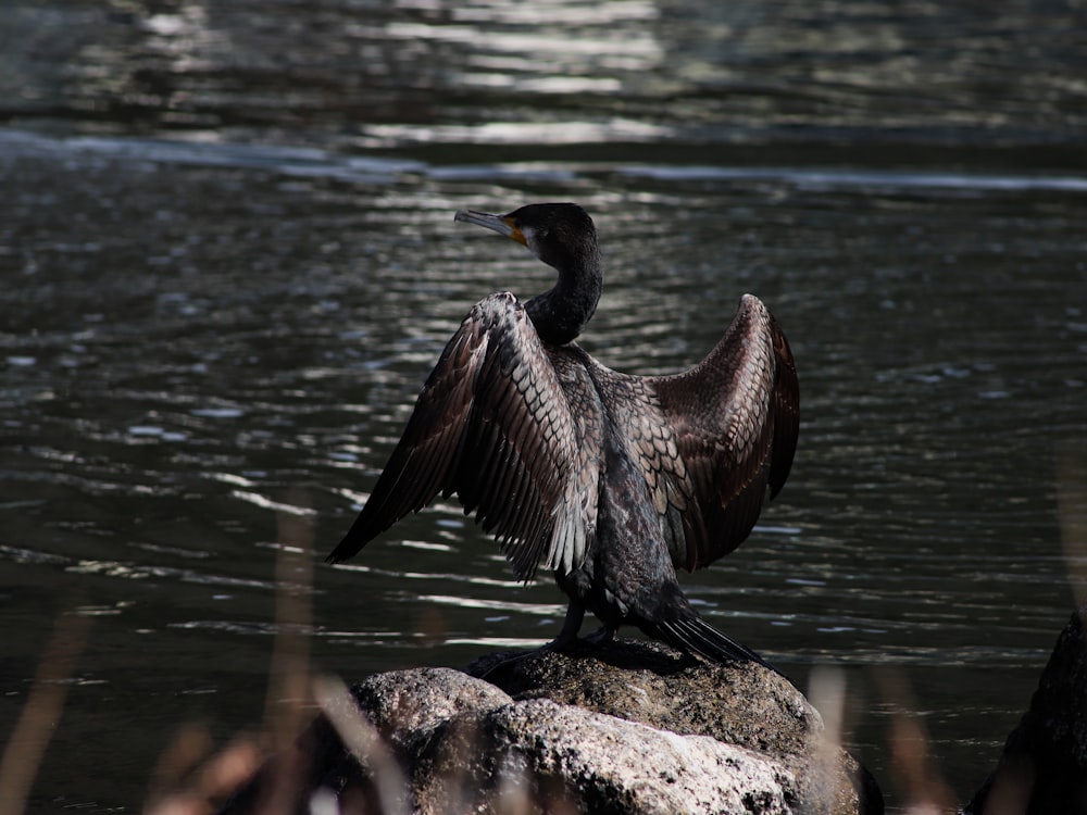 black duck on gray rock near body of water during daytime