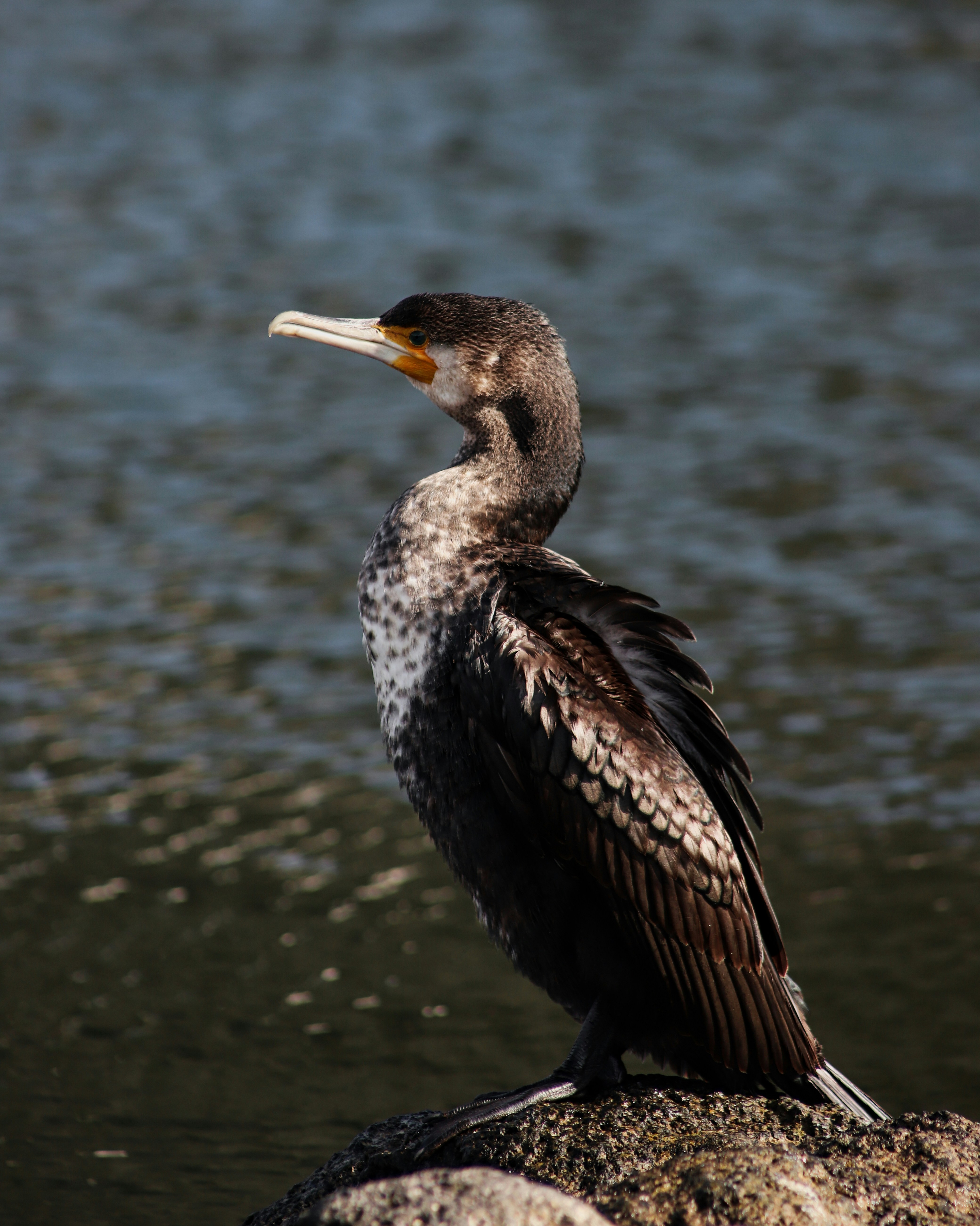 Photo by thirty_5ive_mm