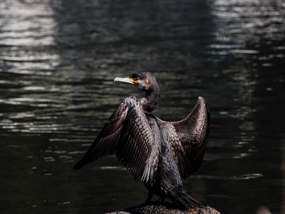 black bird on body of water during daytime
