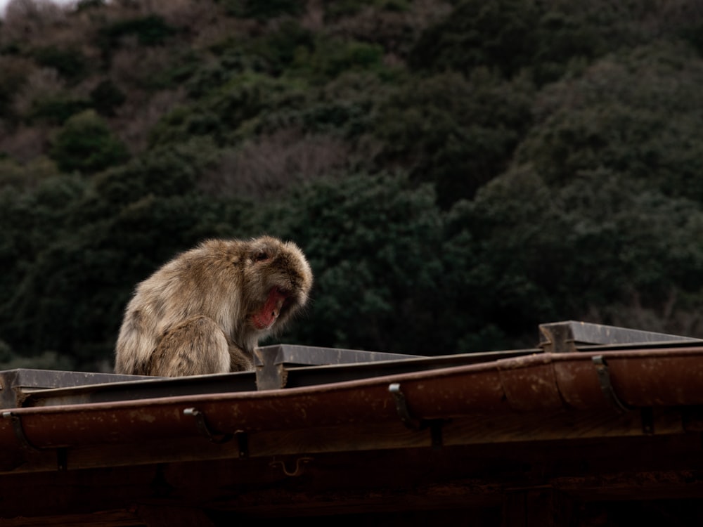brown monkey on brown wooden boat during daytime