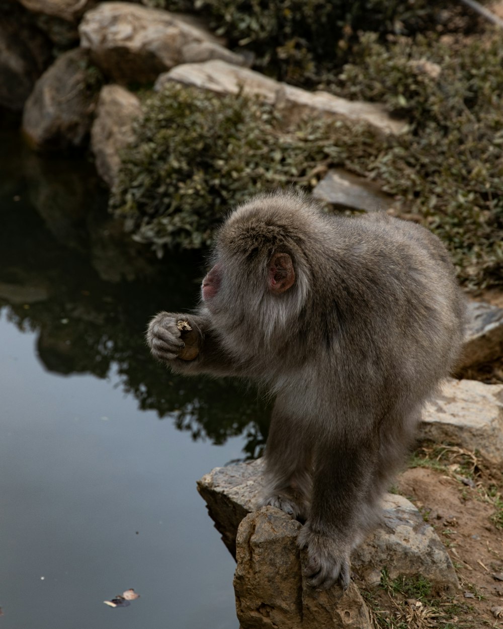 gray monkey on brown tree branch during daytime