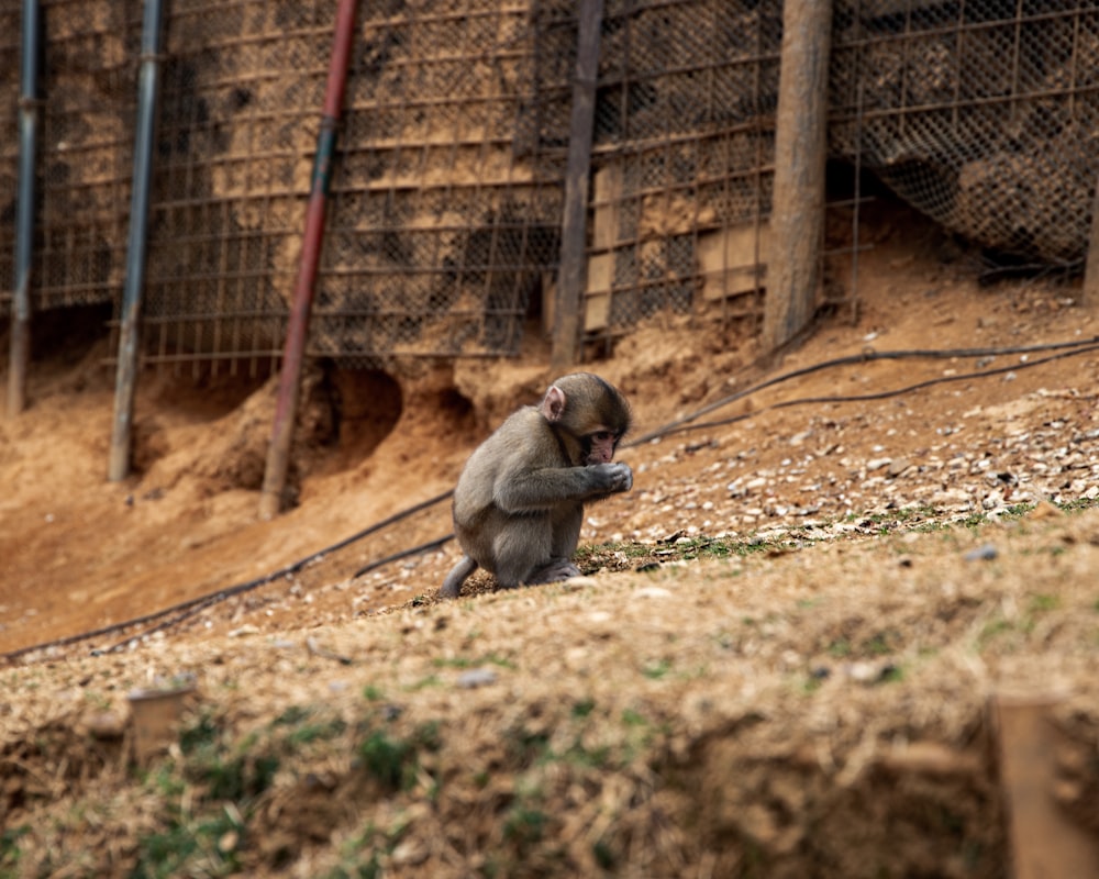 monkey sitting on ground beside fence during daytime