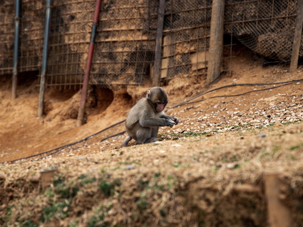 monkey sitting on ground beside fence during daytime