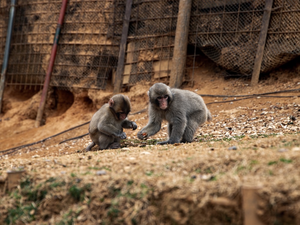 two monkeys sitting on ground during daytime