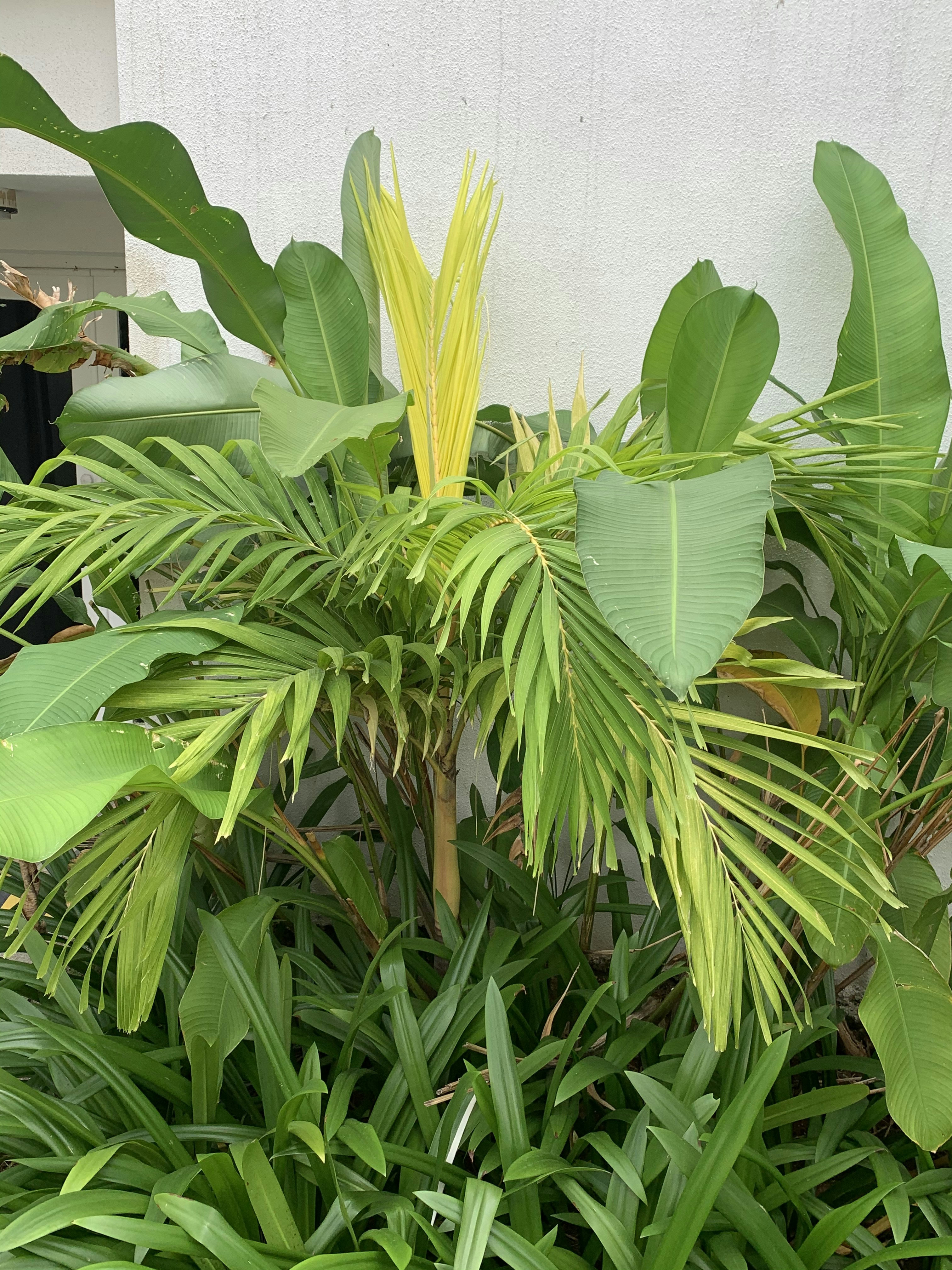 Tropical Aroid Plant Collection