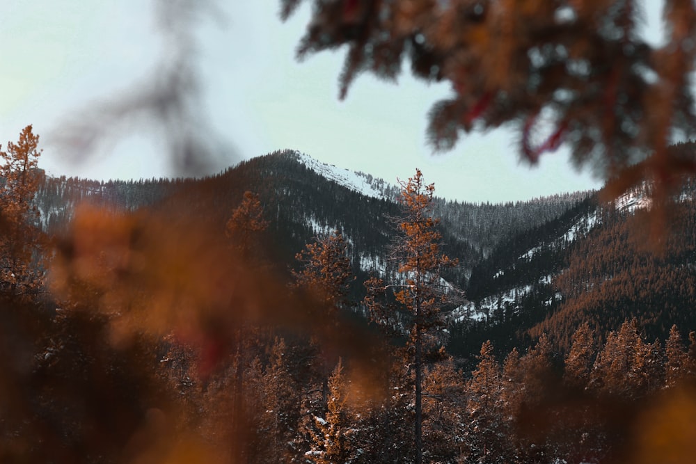 green pine trees on mountain