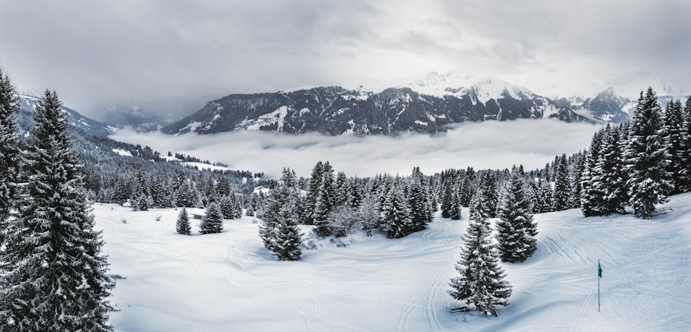 green pine trees on snow covered ground