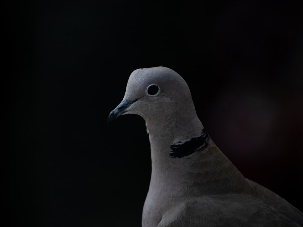 white and black bird in close up photography