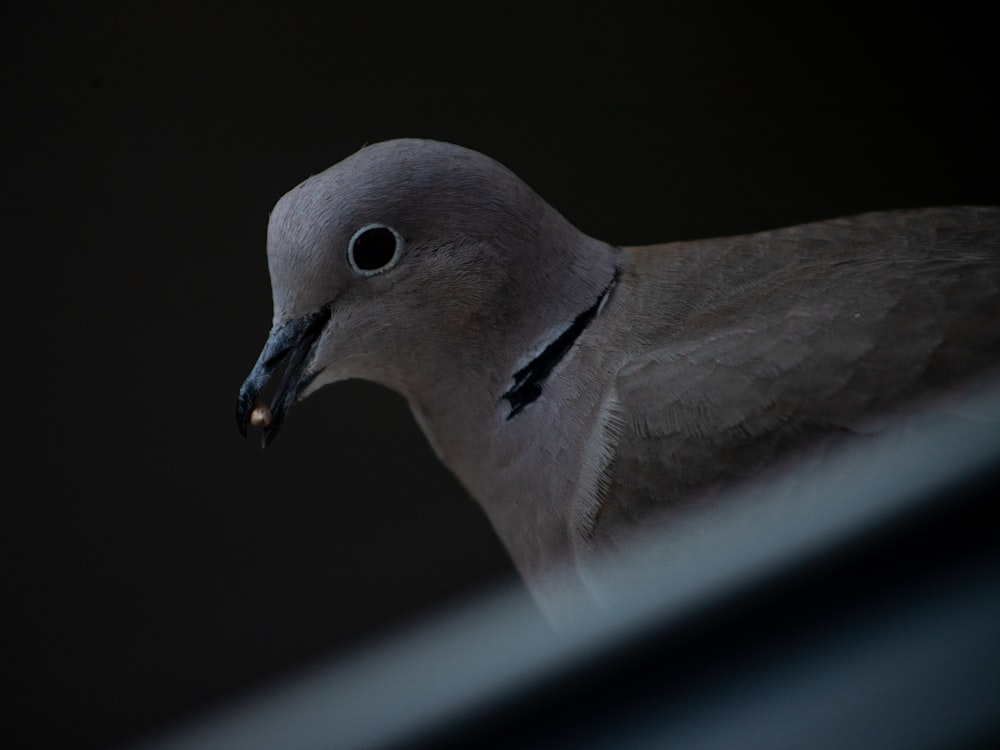 gray and white bird in close up photography