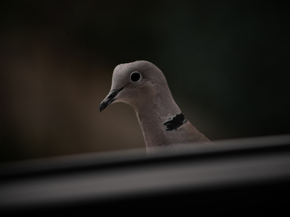 white and brown bird on brown wooden table