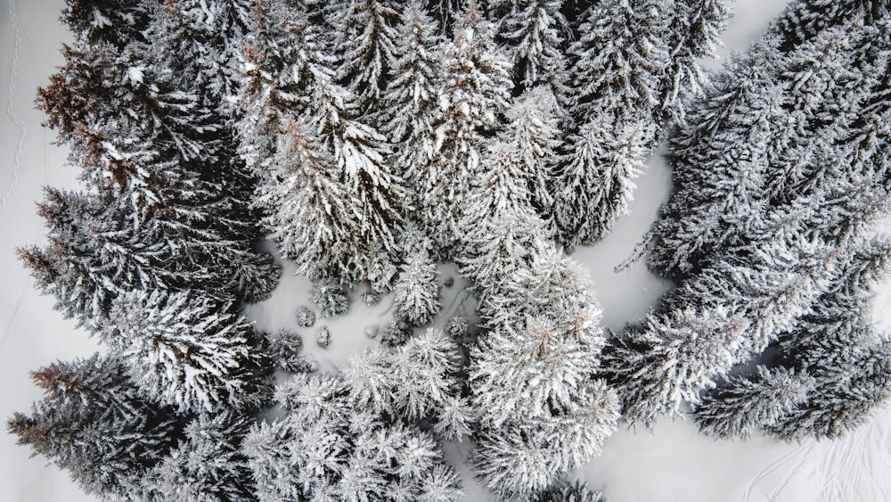 green pine tree covered with snow