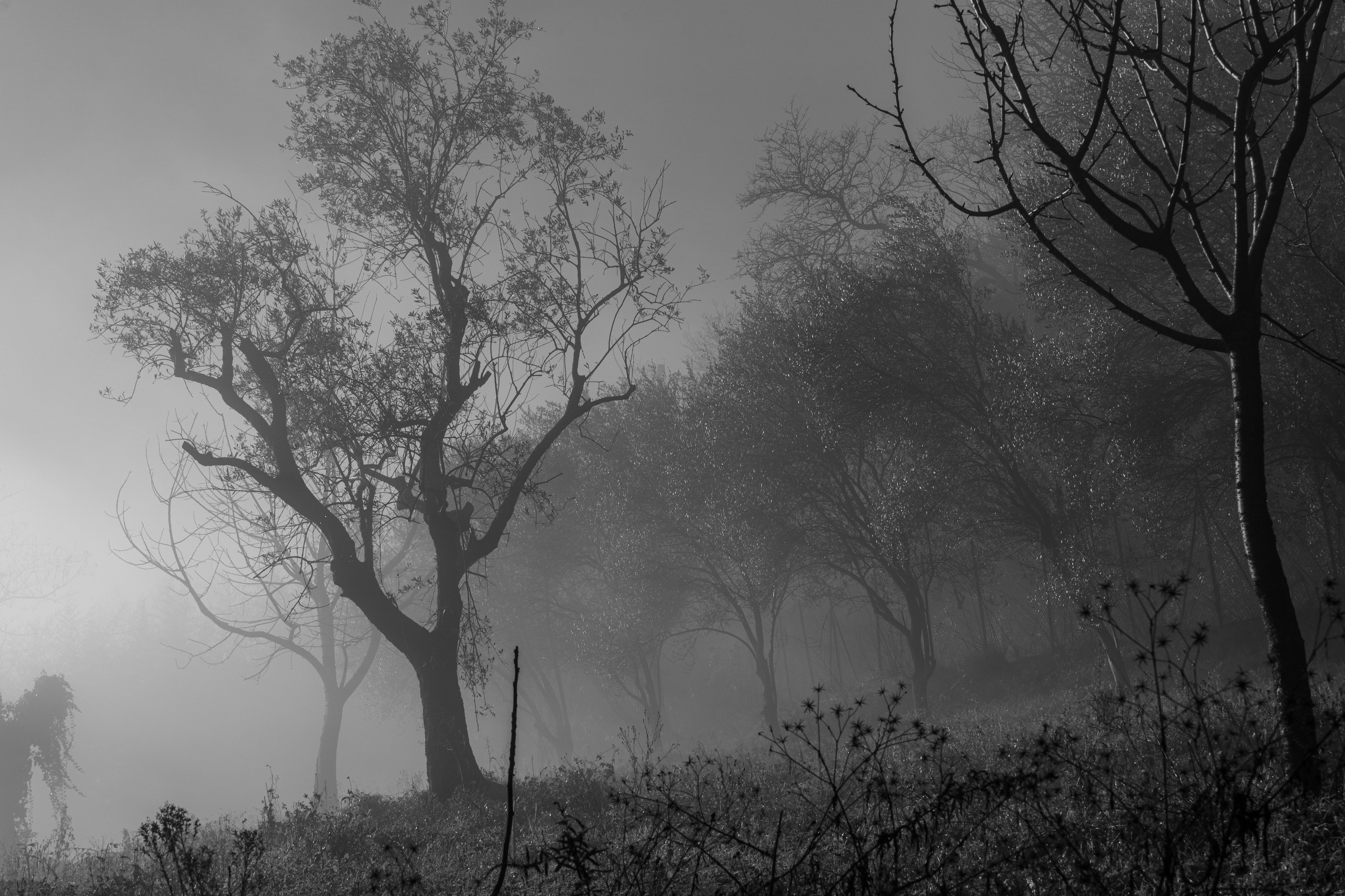 Photo by alessandro33