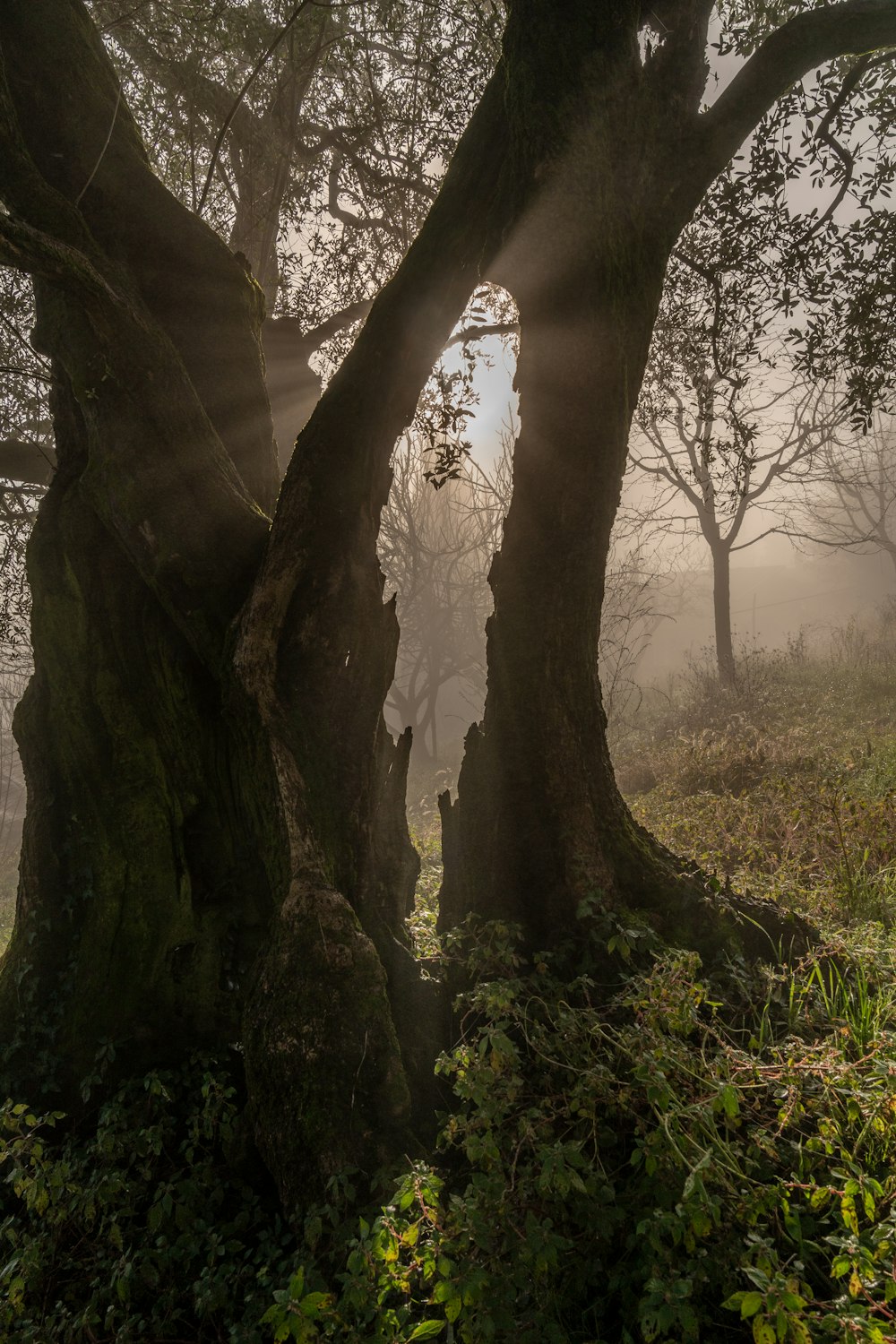 Tronco de árbol marrón en campo de hierba verde durante el día