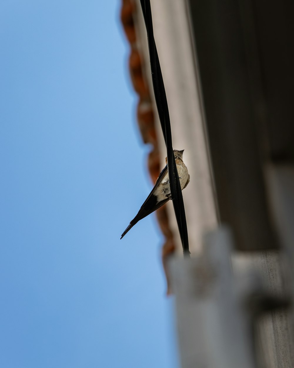 brown and black bird flying on top of white concrete building during daytime