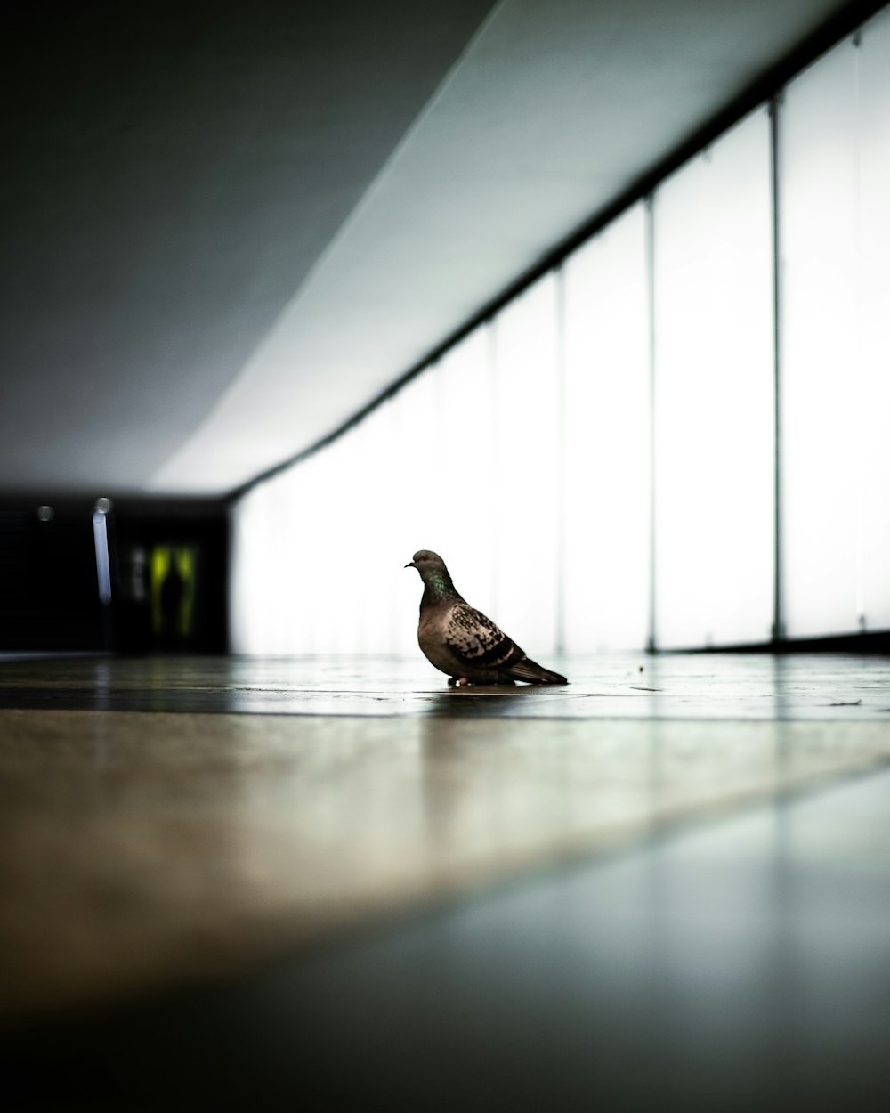 brown bird on brown wooden floor