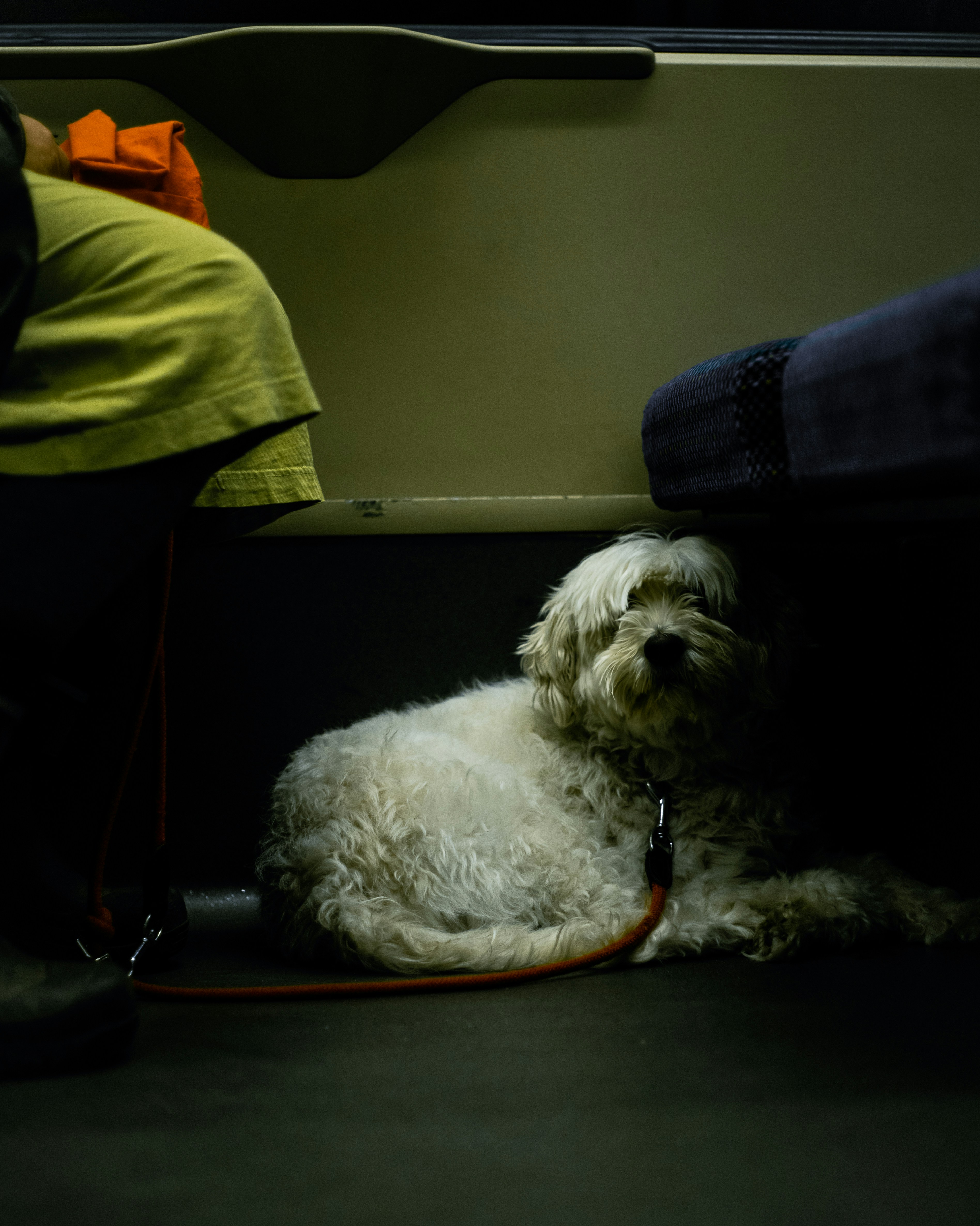 white long coated small dog