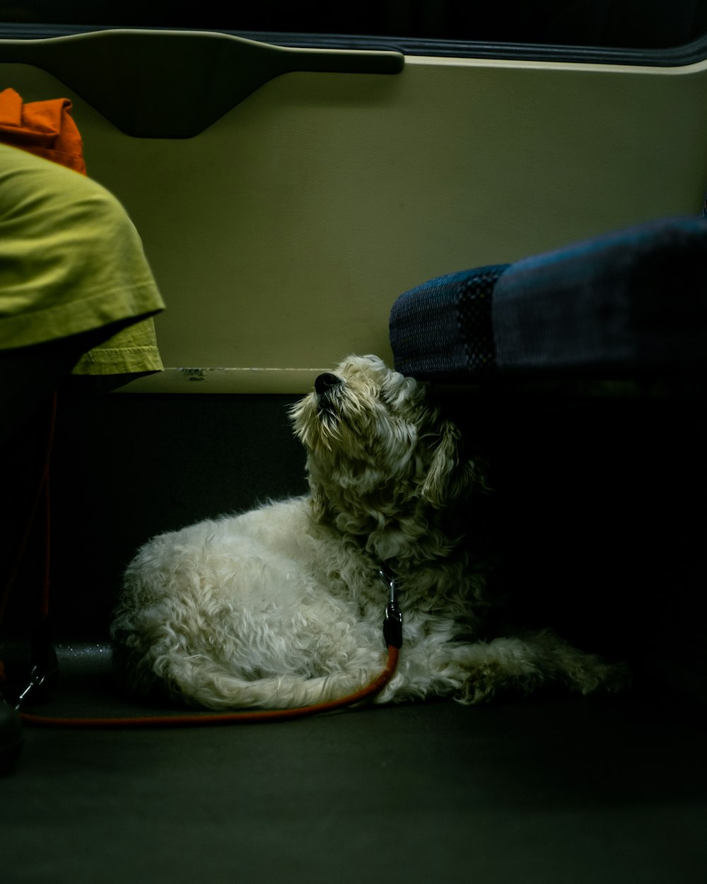 white long coated small sized dog