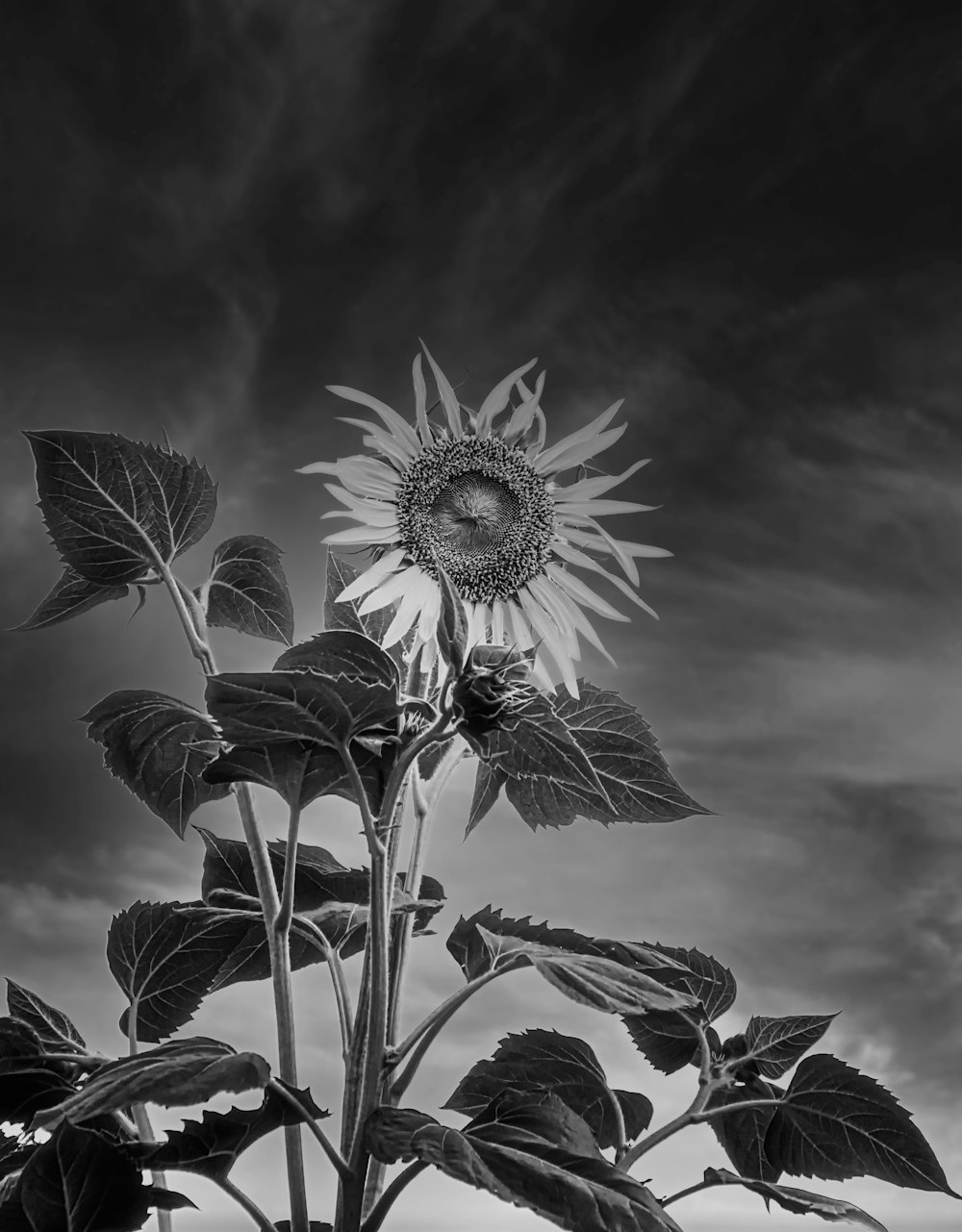 grayscale photo of flower under cloudy sky