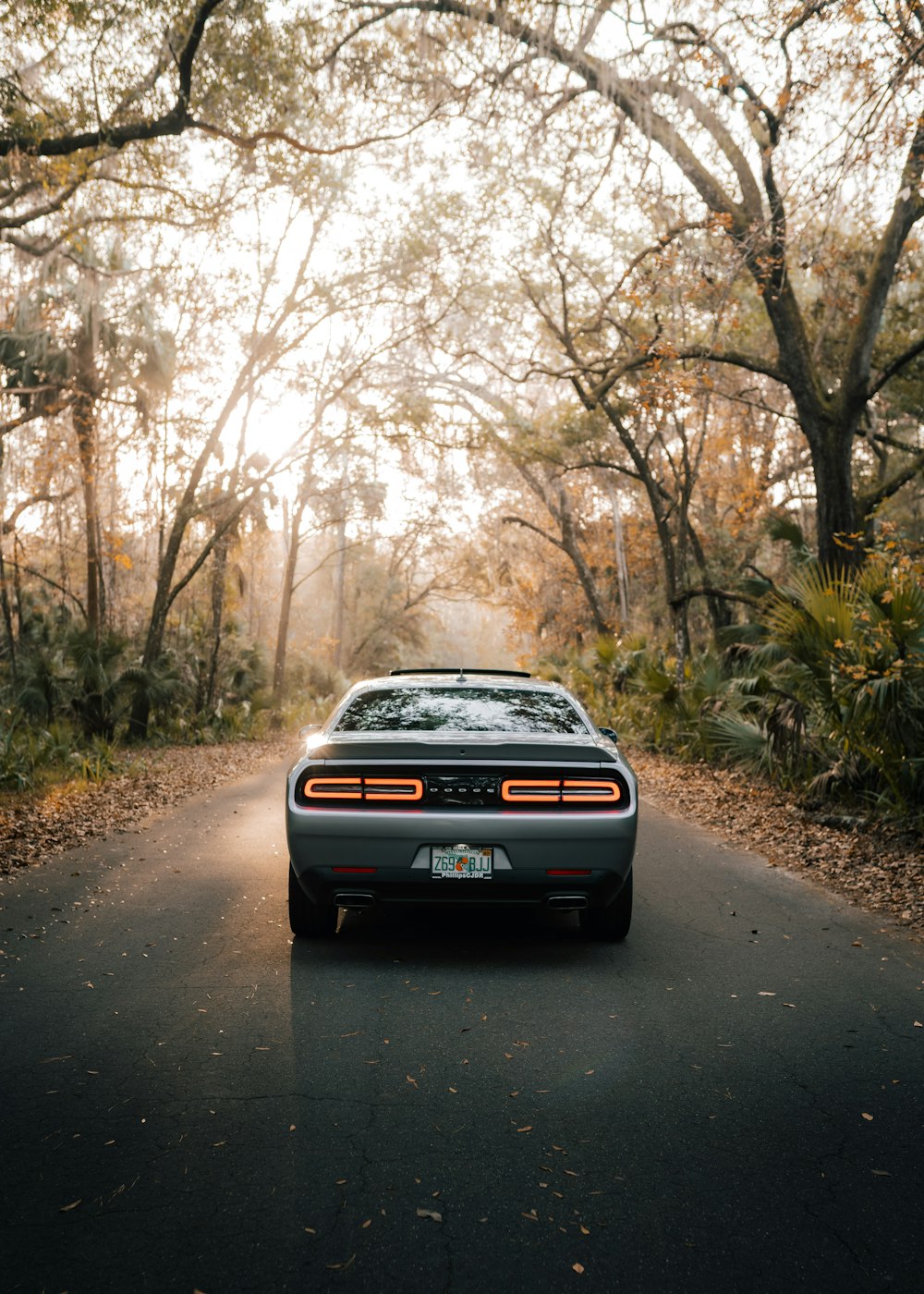 black car on road between trees during daytime