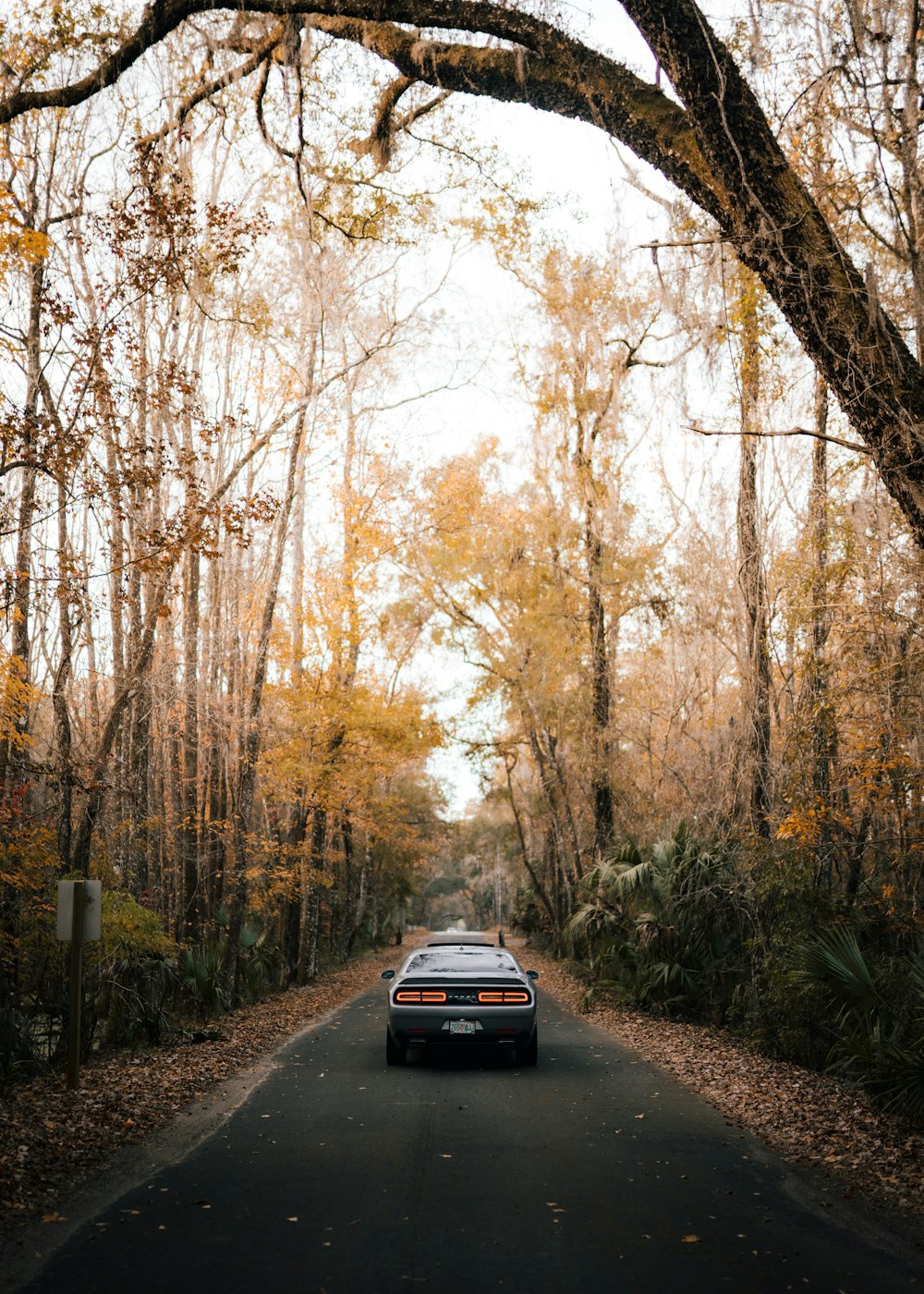 black car on road between trees during daytime