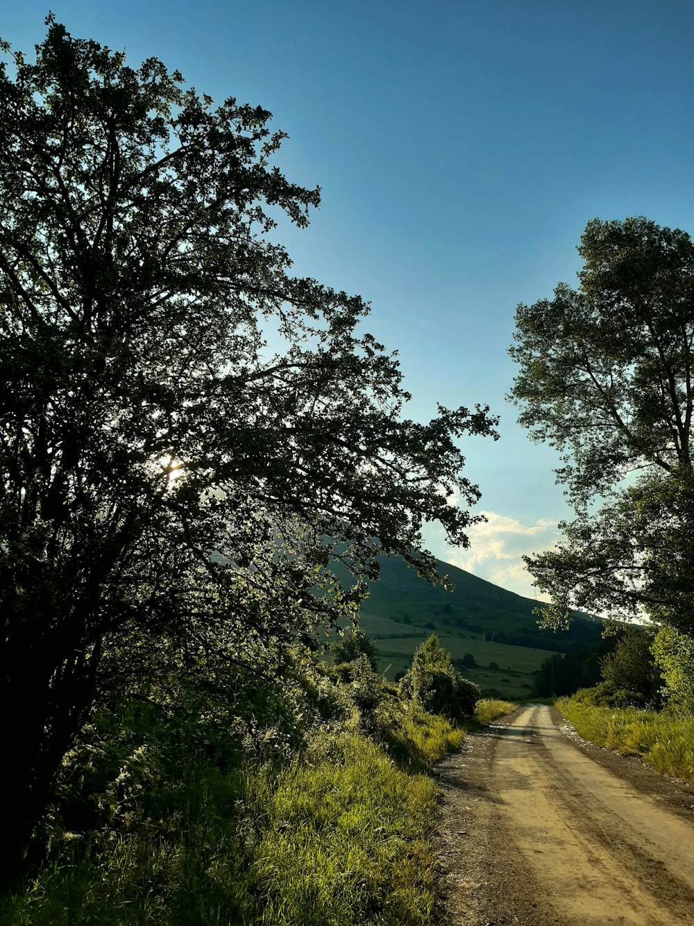 green trees near road during daytime