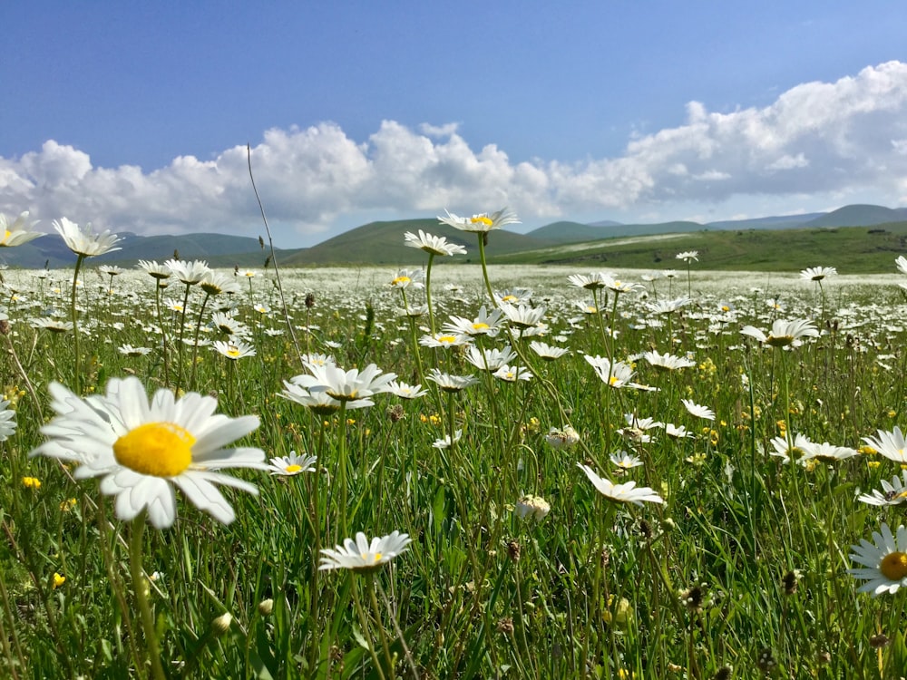 Weiße Gänseblümchen auf grünem Grasfeld unter blauem Himmel tagsüber