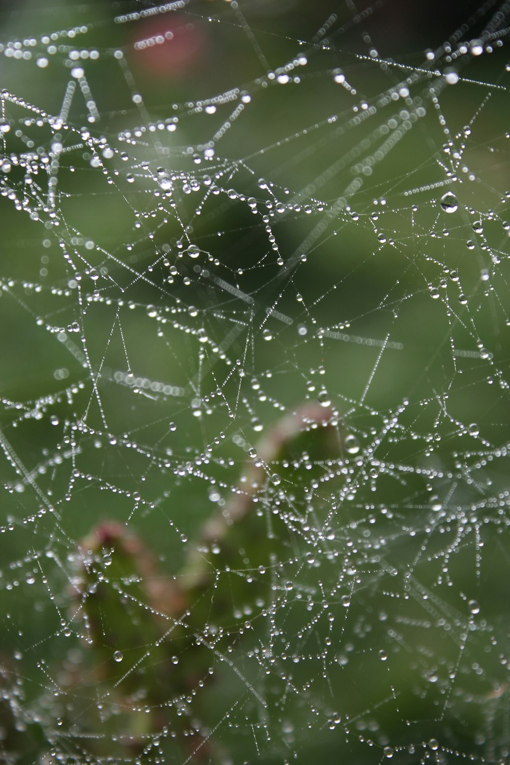 water droplets on spider web in close up photography