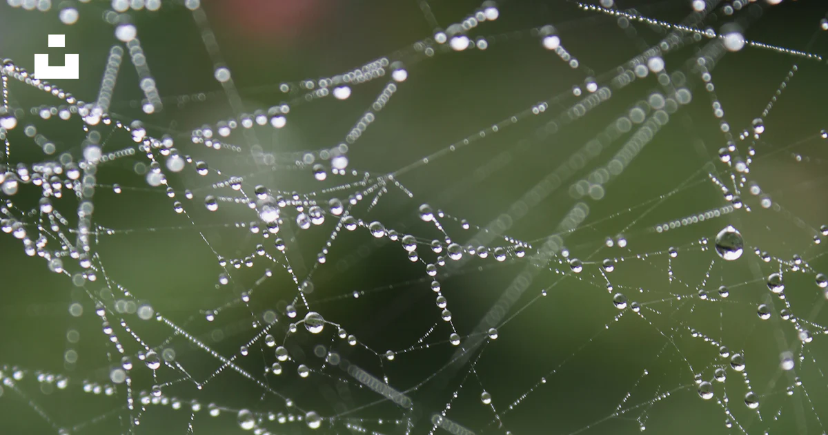 Foto Gotas de agua en la tela de araña en la fotografía de primer plano ...