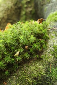 Moss Coaster Set