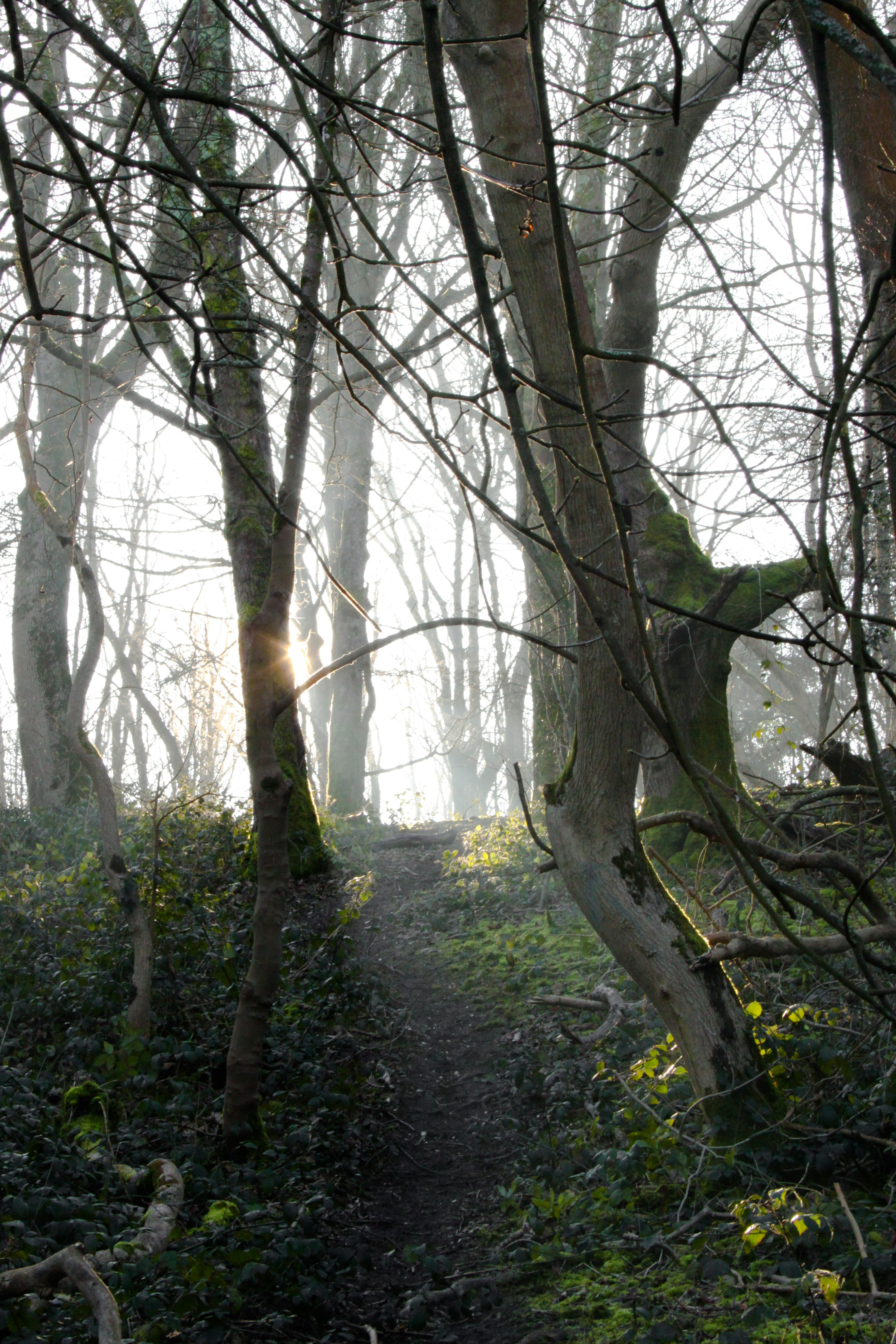 green trees on forest during daytime