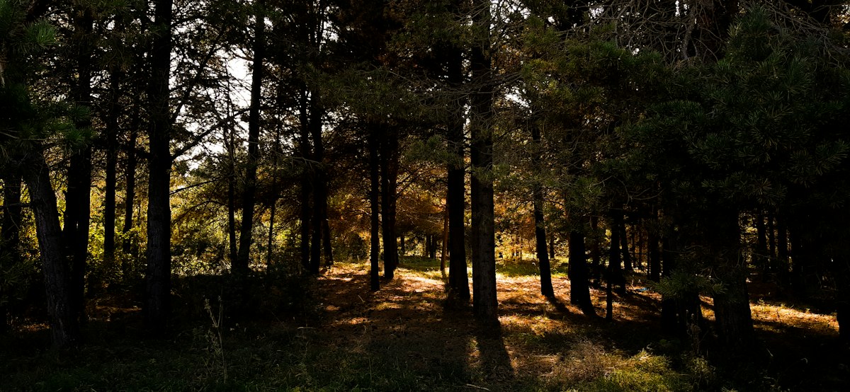 A dark pine wood in South Dakota, thin straight trunks across the whole frame, low golden sunlight cutting between the trees and casting long shadows across the forest floor