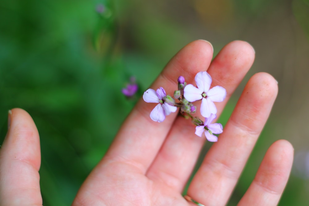 white and purple flower on persons hand