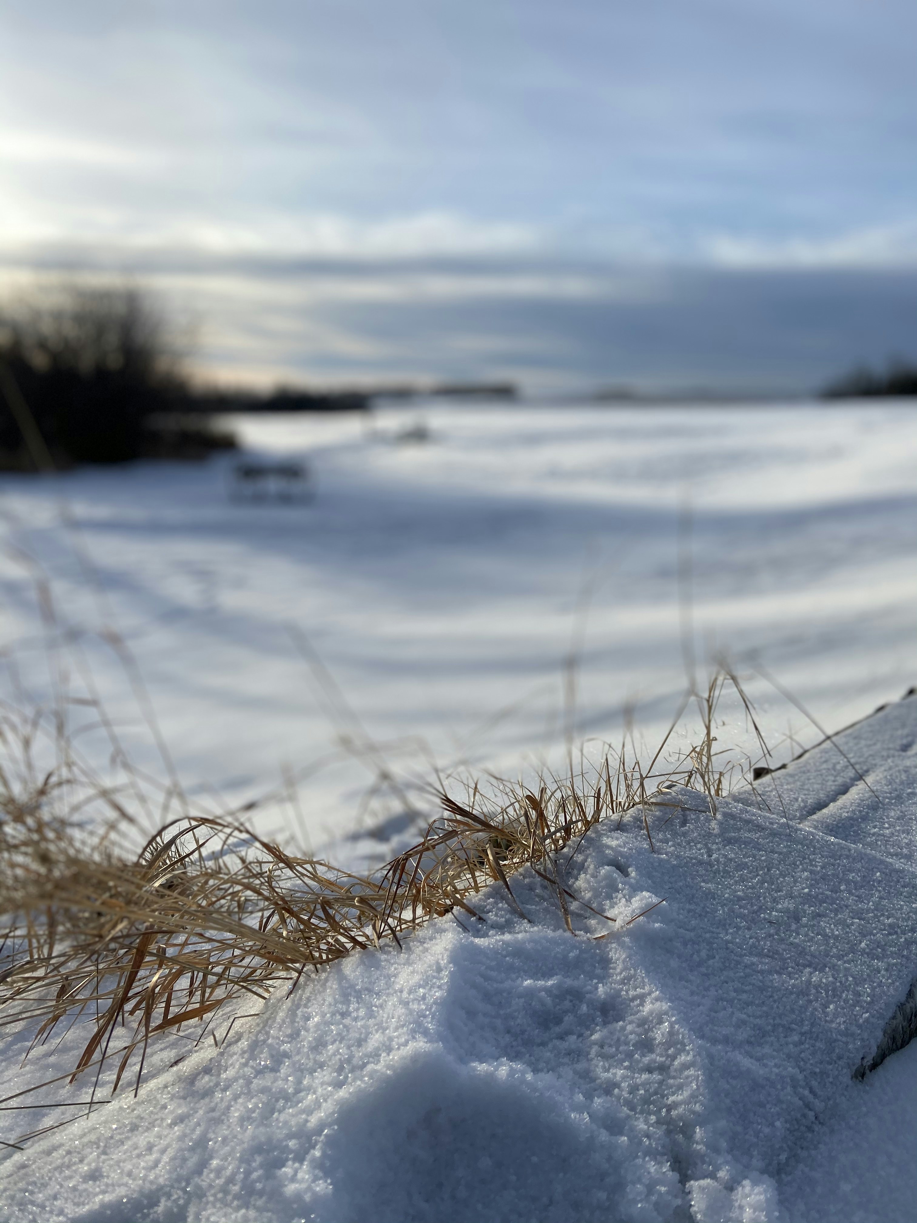 brown grass on snow covered ground during daytime