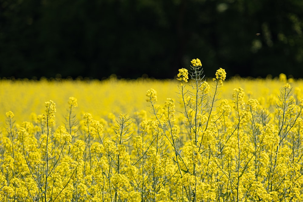 yellow flower field during daytime