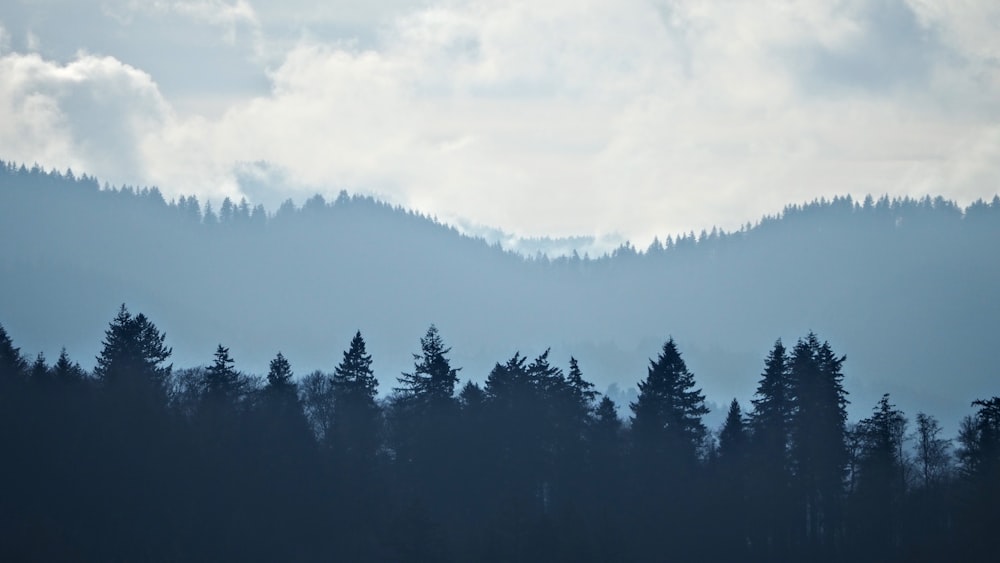 árboles verdes bajo nubes blancas durante el día