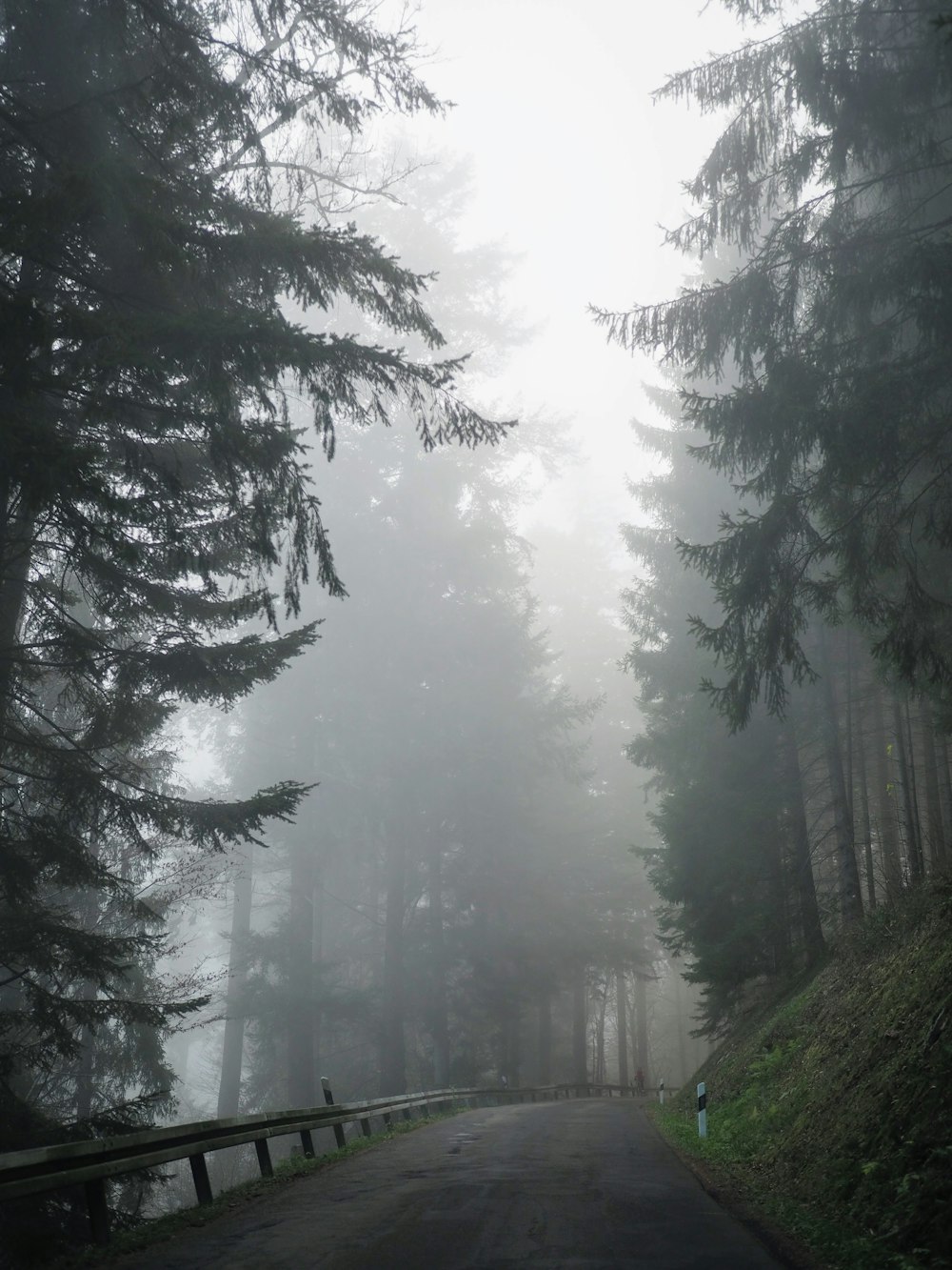 arbres verts couverts de brouillard