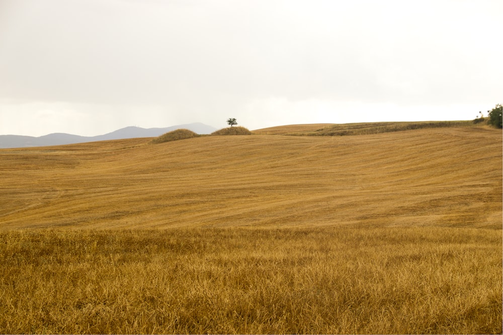 brown grass field under white sky during daytime