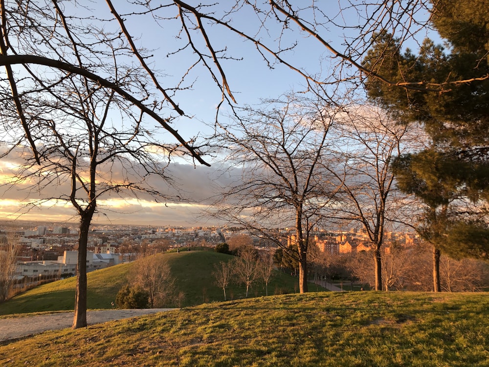 bare trees on green grass field during daytime