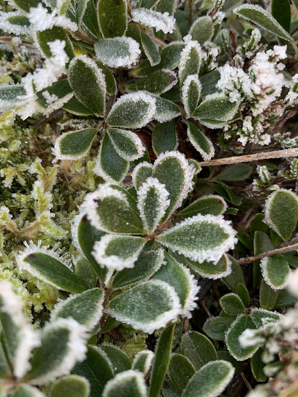 green and white plant leaves