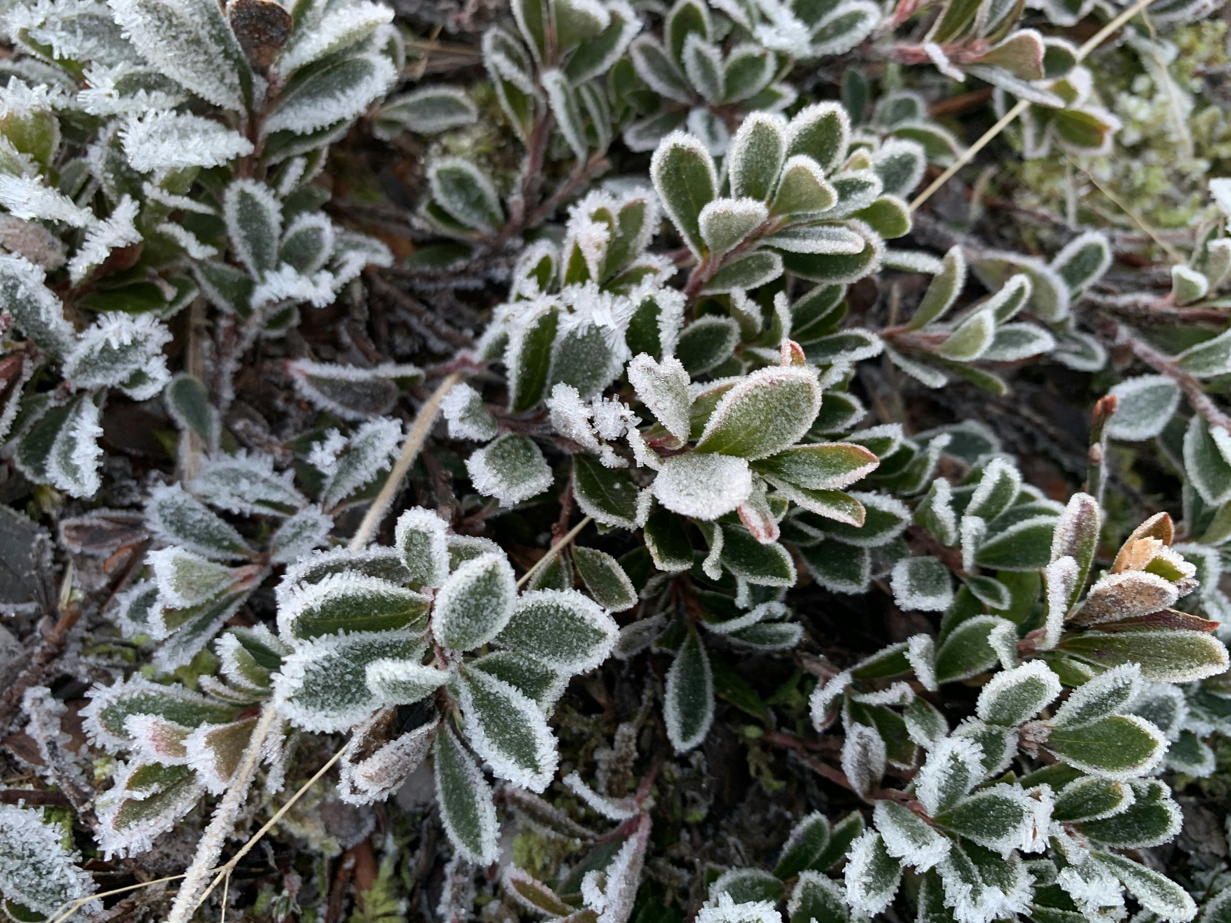 Photo by sindreboyum